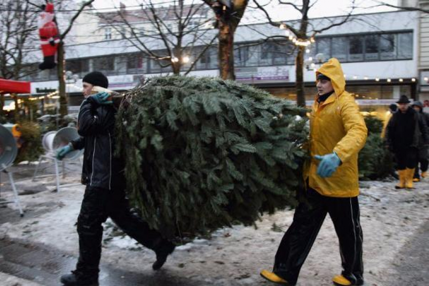 Елочный вор украл сотню деревьев в Пятигорске