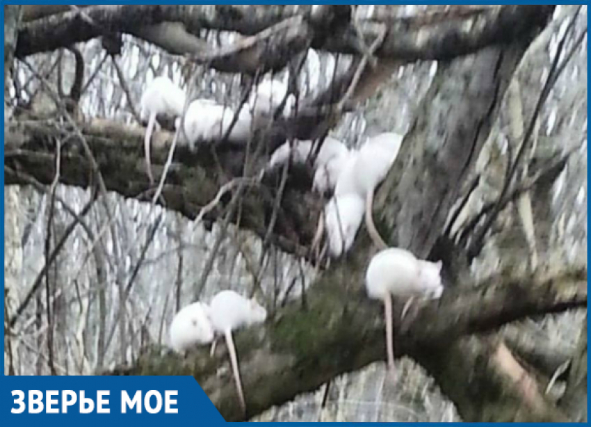 Жительница Ставрополья спасла 30 выброшенных на улицу крысят