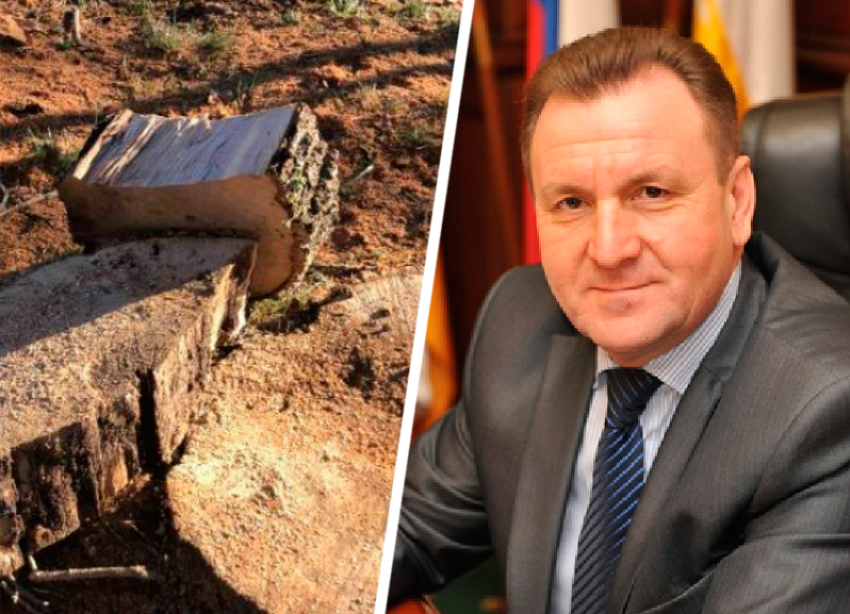 Прокуратура дала нагоняй мэру Ставрополя за спиленные деревья в сквере Дубовая роща 