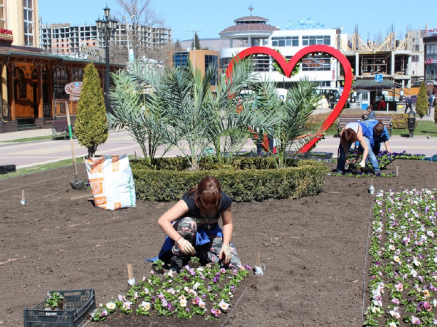 Курортный бульвар Кисловодска украсили «анютиными глазками"