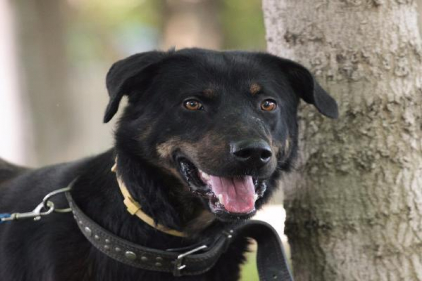 Собака с пулевыми ранениями две недели скиталась по Ставрополю