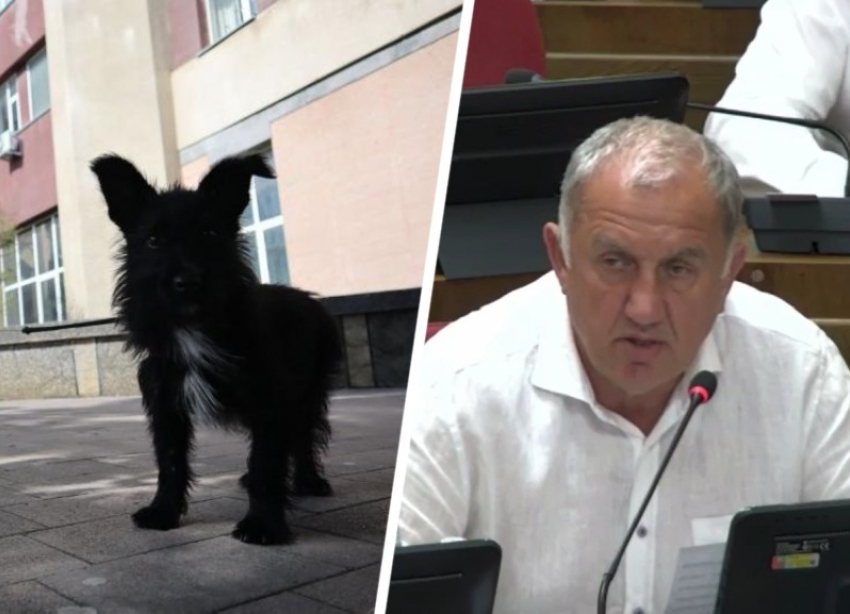 Усыплять, но не всех: закон об обращении с бездомными собаками во втором чтении приняли на Ставрополье 