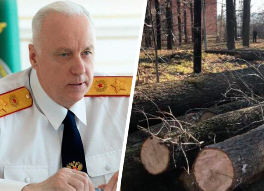 Уголовное дело по факту вырубки деревьев в Дубовой Роще поручил возбудить глава Следкома РФ