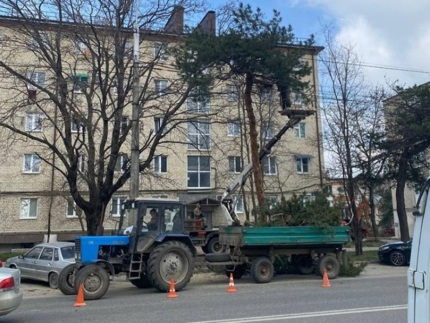 На спил деревьев в Ставрополе из городского бюджета потратят почти 7 миллионов рублей