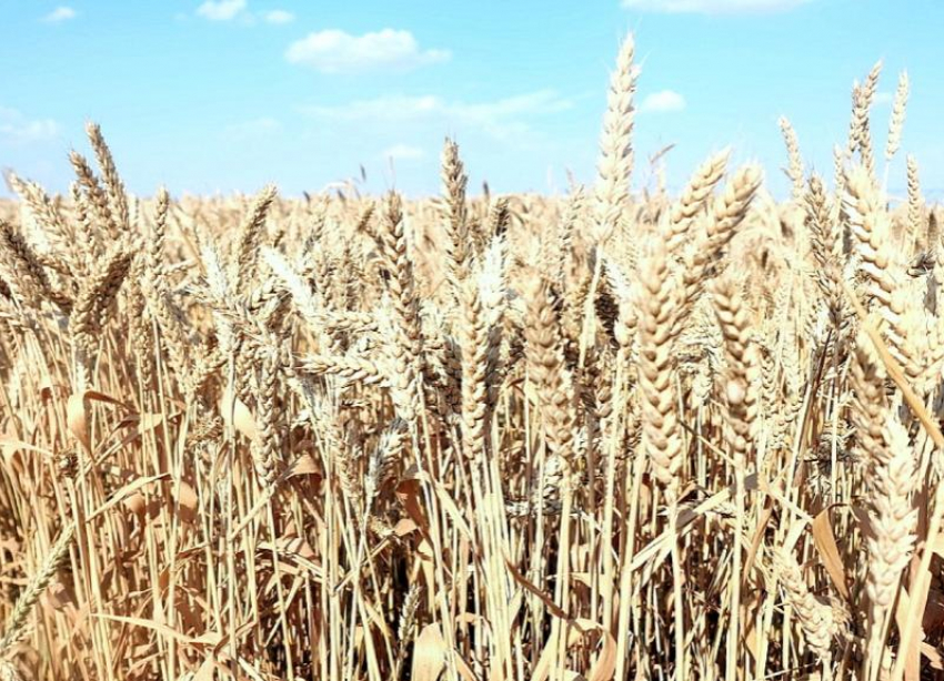 Зерном едины: ставропольская пшеница будет экспортироваться на новые зарубежные рынки