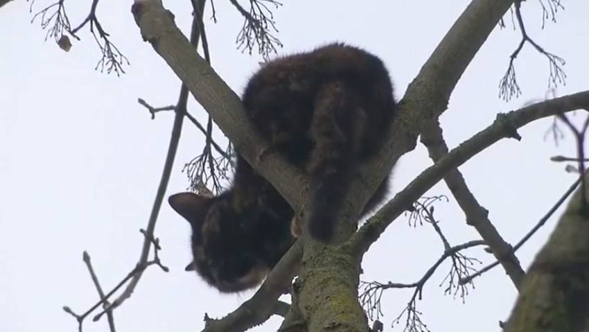 Кошка из Ставрополя три дня ждала спасения на дереве