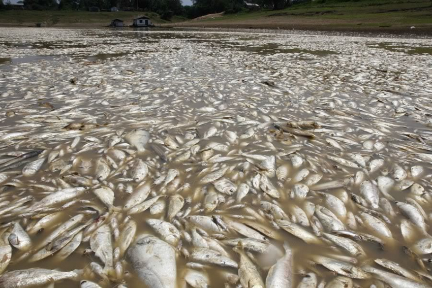 На Ставрополье рыба погибает от загрязнения воды