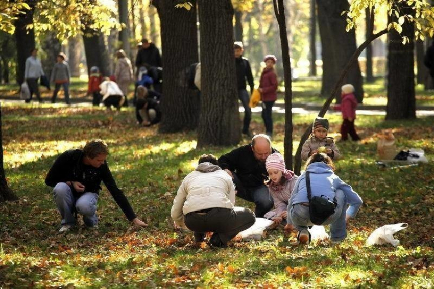 Миллион реликтовых желудей все желающие соберут в центральном парке Ставрополя