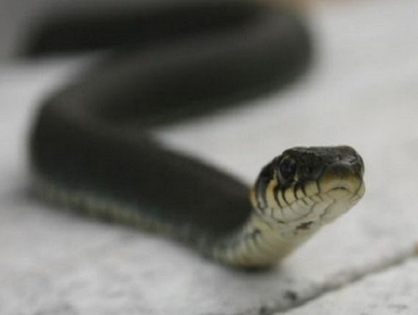 «Змеи лезут в дом»: специалист прокомментировала обстановку со змеями в Ставропольском крае 