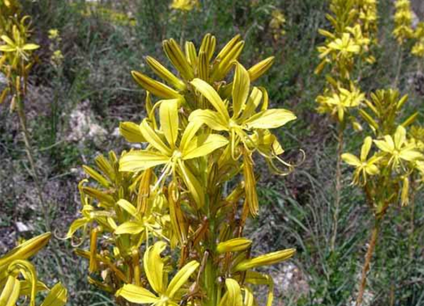 Десятилетиями не видели: редкий цветок асфоделина желтая исчез со Ставрополья