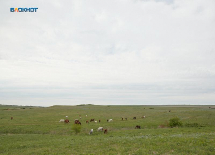 На нападения шакалов пожаловались жители Ставропольского края 