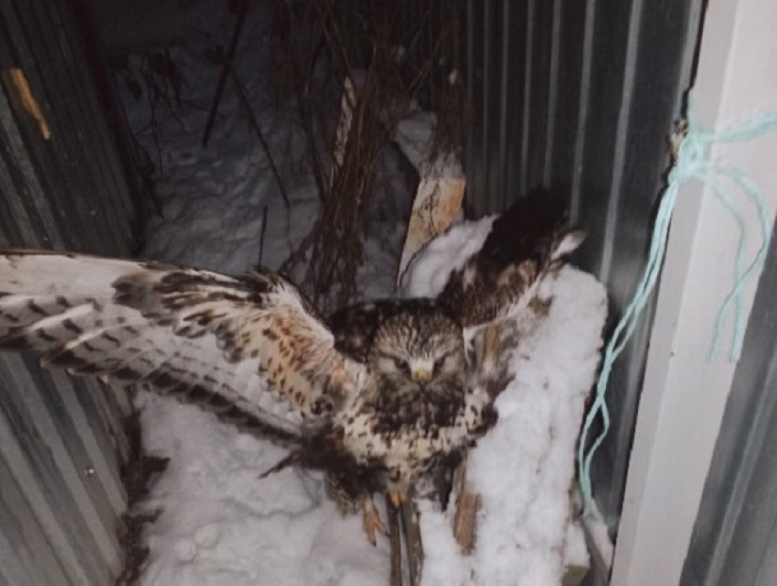 Подстреленного и испуганного орла нашел житель Ставрополья 