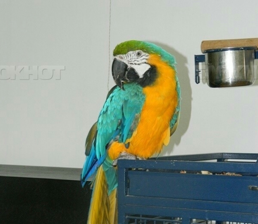 На выставке экзотических животных попугай целовался с детьми