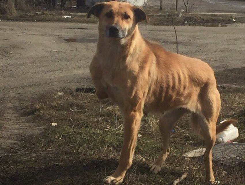 Трёхлапую собаку с завязанной пастью ищут в Ставрополе