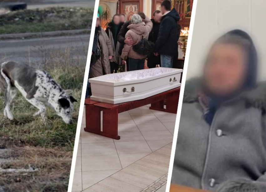 Какие выводы сделал Ставрополь после того, как на Чапаевке собаки насмерть загрызли девочку 