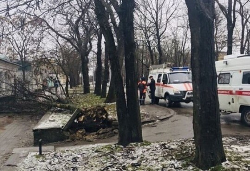 Женщина пострадала в результате падения дерева в Ставрополе