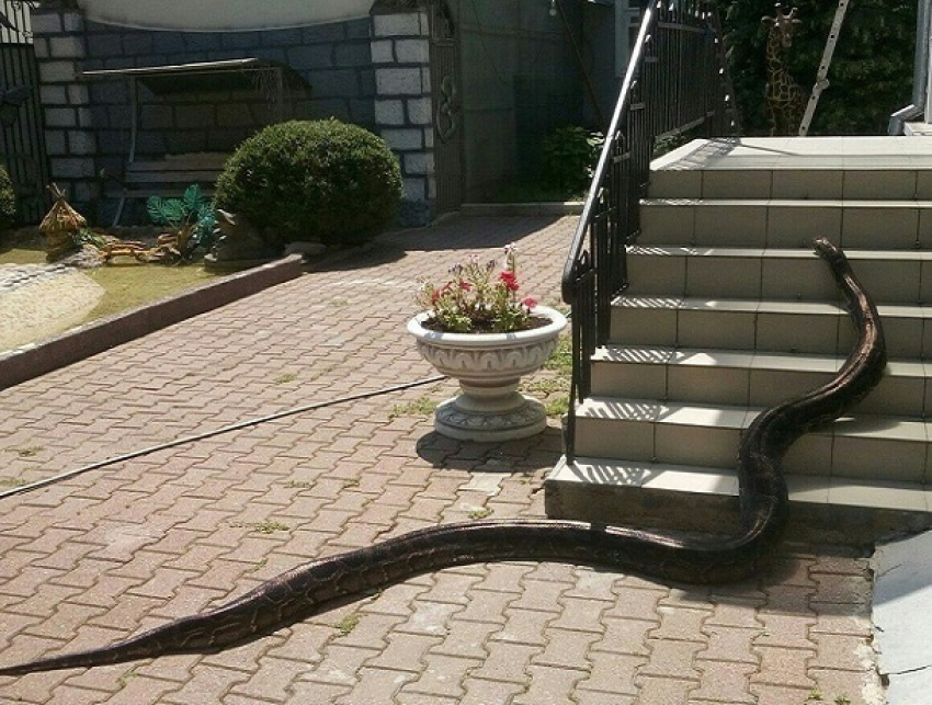 Прогулка «маленькой» Маши в Ставрополе привела в ужас жителей города