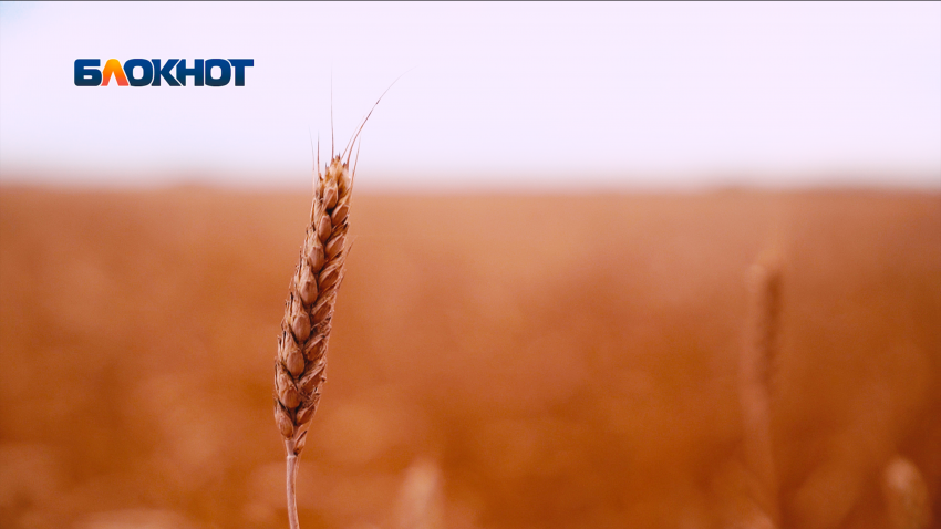 Ставропольские аграрии бьют тревогу из-за гибели озимых посевов 