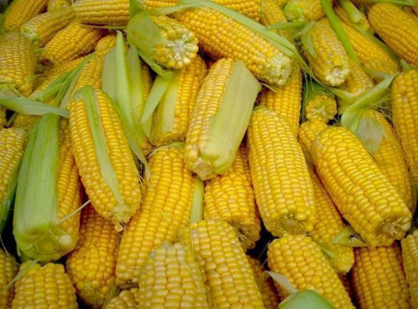 Грандиозный кукурузный завод за 2 миллиарда рублей появится на Ставрополье