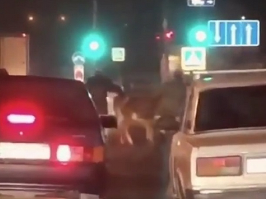 Странные манипуляции двух мужчин с коровой посреди дороги попали на видео в Пятигорске