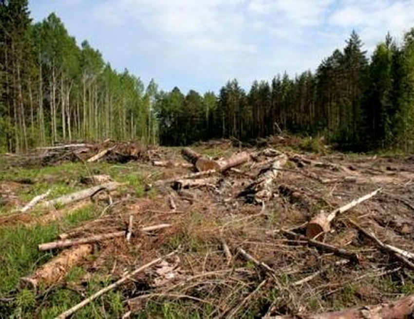 Власти уменьшили территорию городских лесов ради земельных участков в Кисловодске