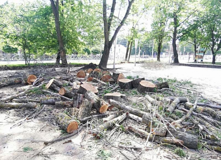 Новый сквер в центре Ставрополя строят на щепках спиленных деревьев