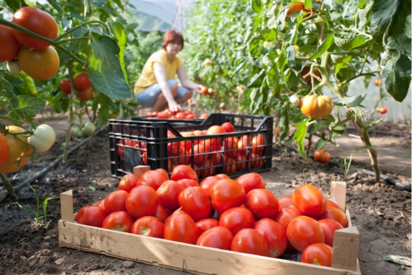 До миллиарда долларов хотят нарастить экспорт продуктов АПК на Ставрополье 