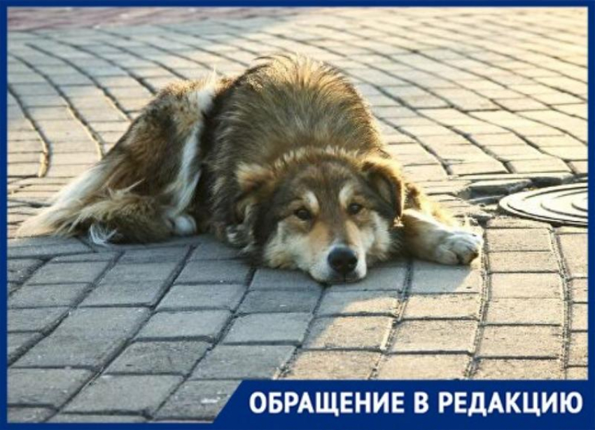 Жители Ставрополья бьют тревогу из-за травящих собак живодеров