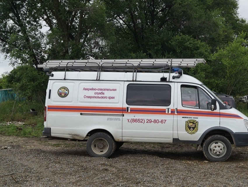 Выводок из 12 змей обнаружили в частном дворе в Ставропольском крае