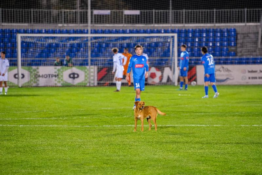 Быстрый гол, собачий бенефис и решающий стандарт:  матч в Ставрополе стал футбольной трагикомедией