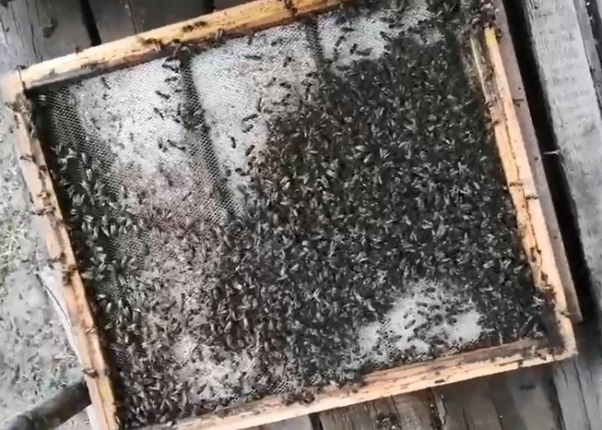 Главу КФХ на Ставрополье оштрафовали за нарушение закона о пестицидах и пчеловодстве после публикации «Блокнота»