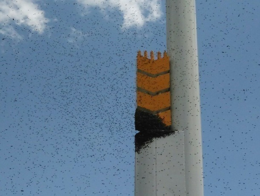 Большой рой пчел угрожает водителям на одной из трасс Ставрополья