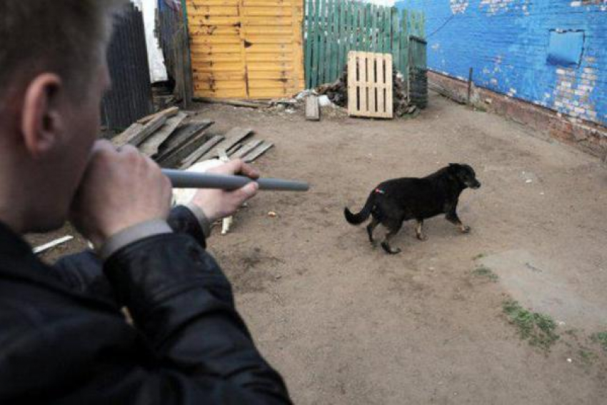 Бездомных животных уничтожили на глазах горожан с разрешения администрации района Ставрополья