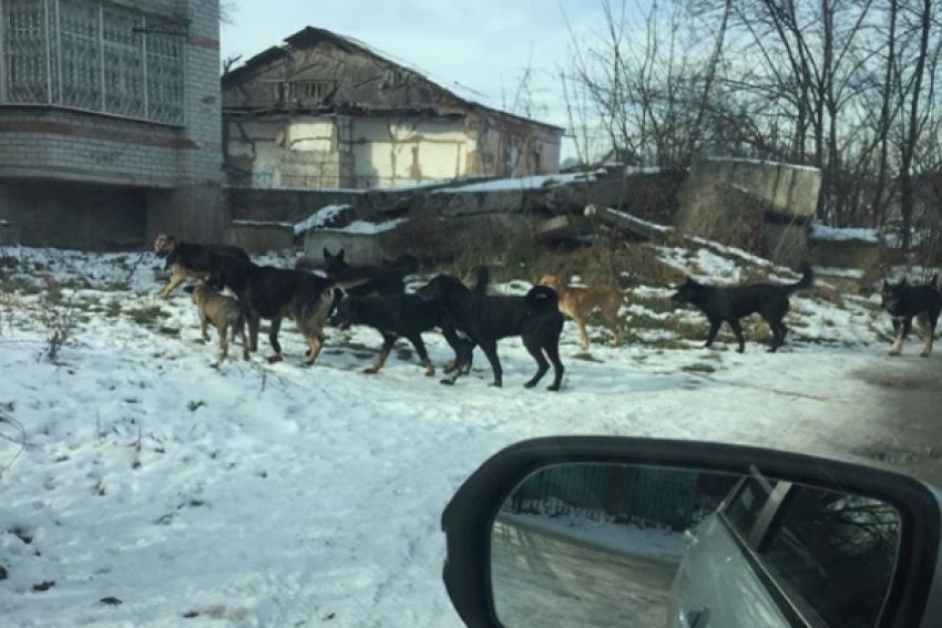 Стая бродячих псов напугала жителей Пятигорска