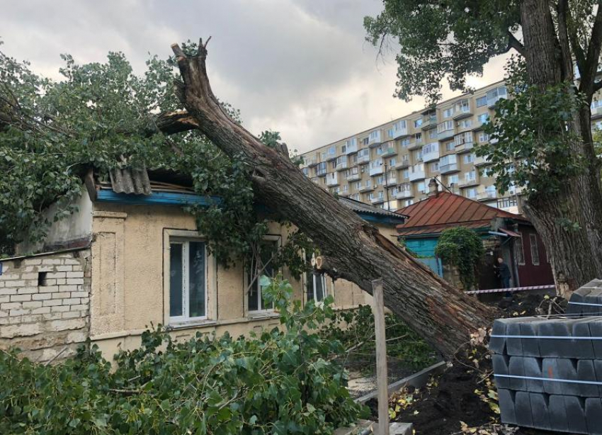 Благо никого не убило: на злополучной улице Орджоникидзе в Ставрополе рухнул огромный тополь