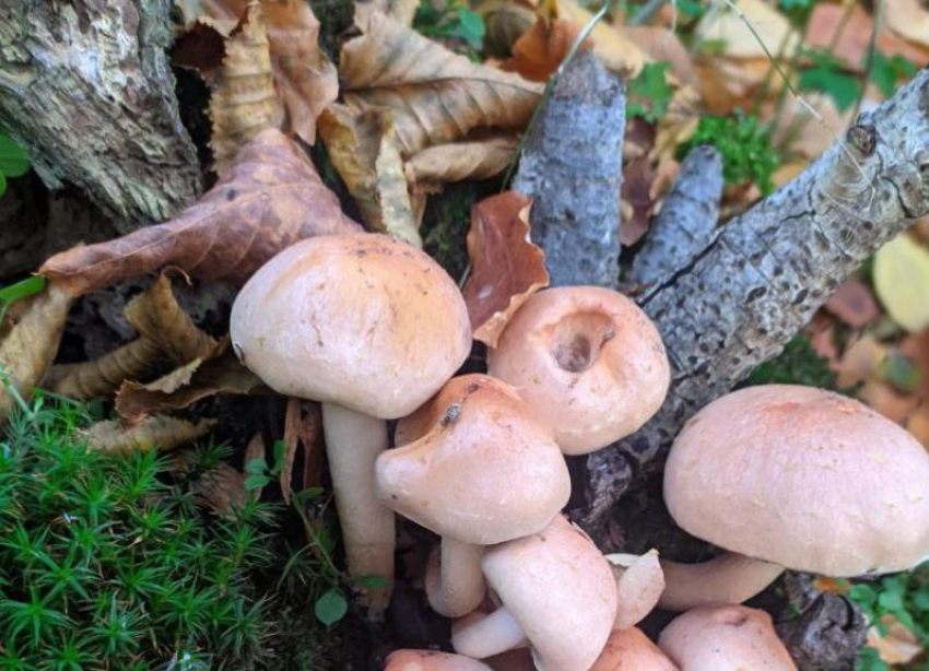 Ставропольчанки потерялись в лесу Кабардино-Балкарии, отправившись за грибами