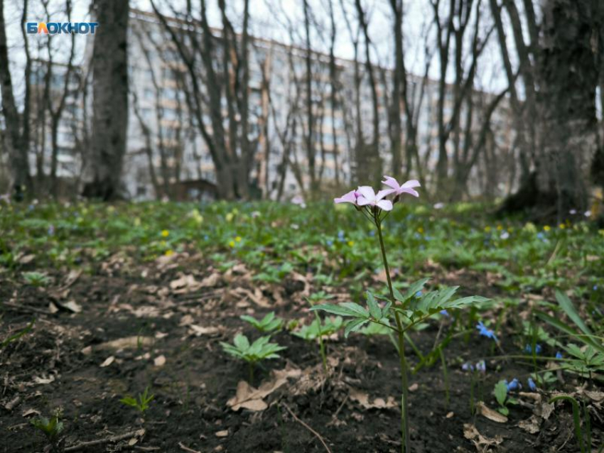 До +12 градусов и без дождей: чем погода порадует жителей Ставрополя 15 апреля