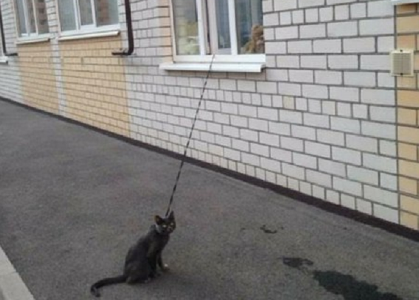 Необычный способ выгуливать кота придумали жители многоэтажки Ставрополя