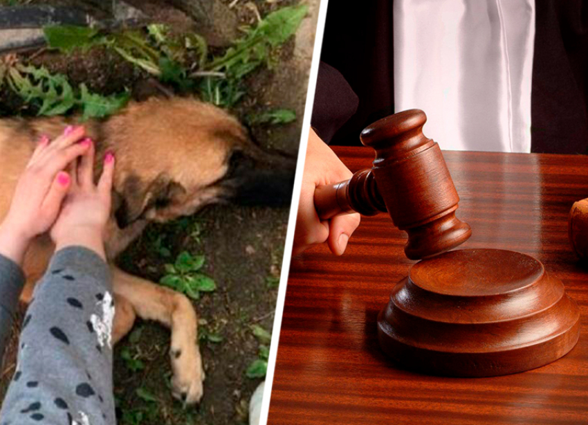 Ставропольчанка отделалась условным сроком за издевательство над собакой