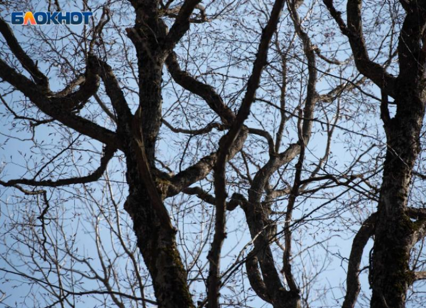 Похолодание до +7 градусов грядет на Ставрополье в начале рабочей недели 