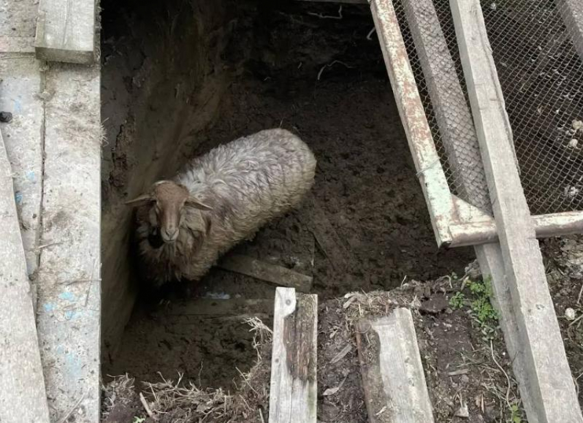Неудачливого барана Борю вытащили из двухметровой ловушки спасатели в Левокумском округе 