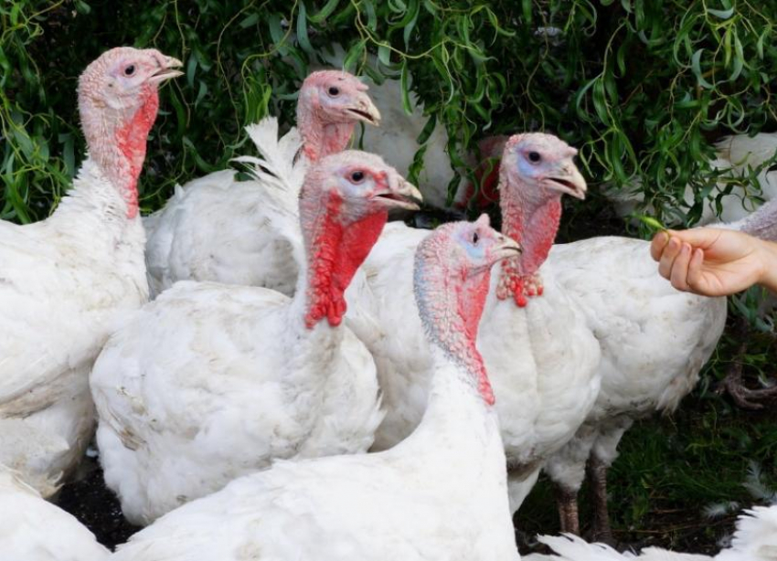 Власти Ставрополья начали уничтожать домашнюю птицу станичников из-за вспышки птичьего гриппа