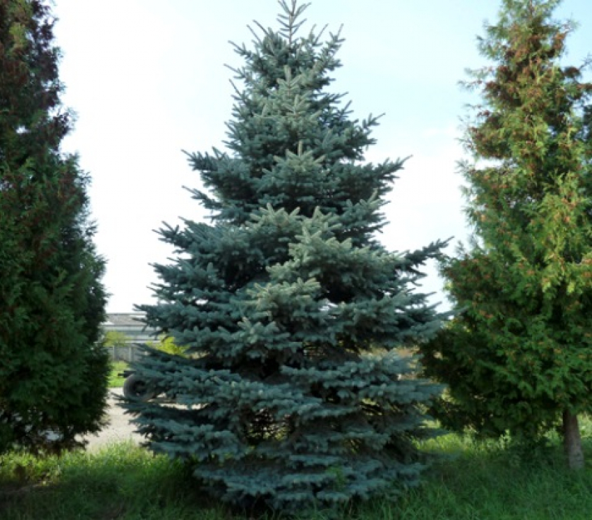 В Михайловске начнут выращивать ели для всего Ставрополья