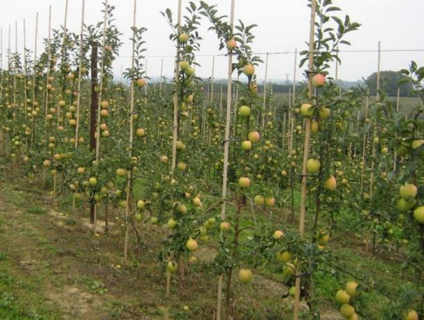 В Кочубеевском районе строят новое плодохранилище