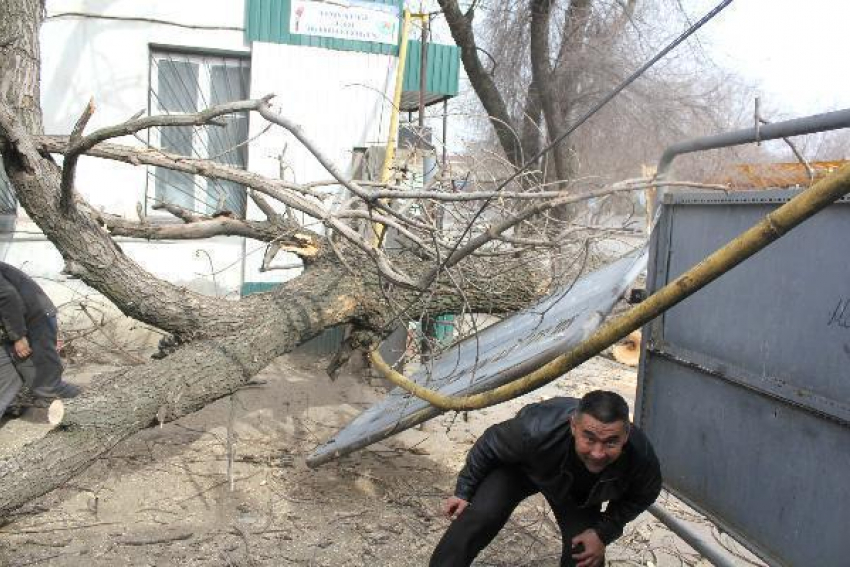 Упавшее дерево повредило газопровод в Кисловодске