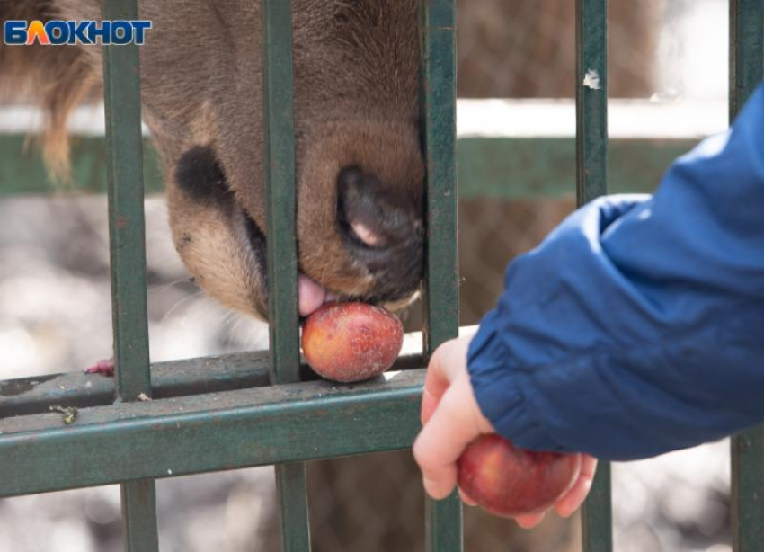 В Ставропольском крае осел напал на 8-летнюю девочку 