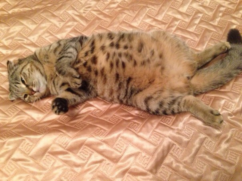 В Михайловске на глазах беременной хозяйки убили ее кошку, которая должна была скоро окотиться