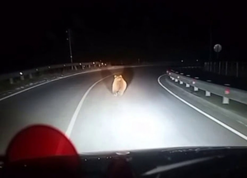 «Теперь вот медведи тренируются»: необычный косолапый гость замечен в Кисловодске