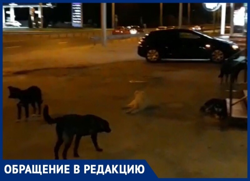 Стая бездомных агрессивных собак пугает жителей Ставрополя