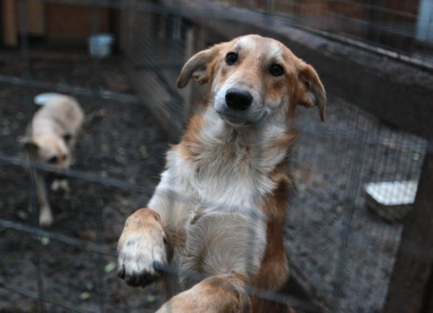Ставропольские депутаты рассмотрят вопрос об ужесточении закона о безнадзорных животных